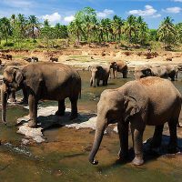 elephants-drinking-water-reinhard-schmid